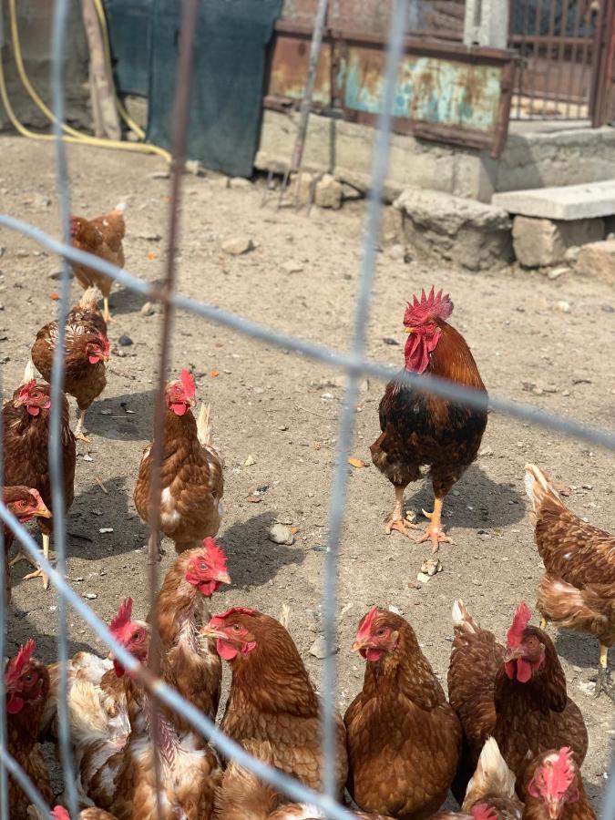 Agriturismo Annibale 투오로술트라시메노 외부 사진